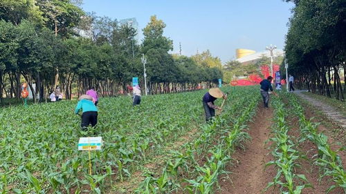 深圳市民中心花田变身玉米地下月可采收,将推更多应季农作物