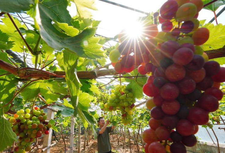 4月27日,唐山市丰润区一家现代农业种植公司的工人在大棚内管理葡萄.